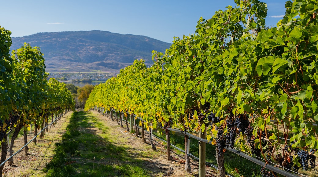 Nk\'Mip Cellars showing farmland