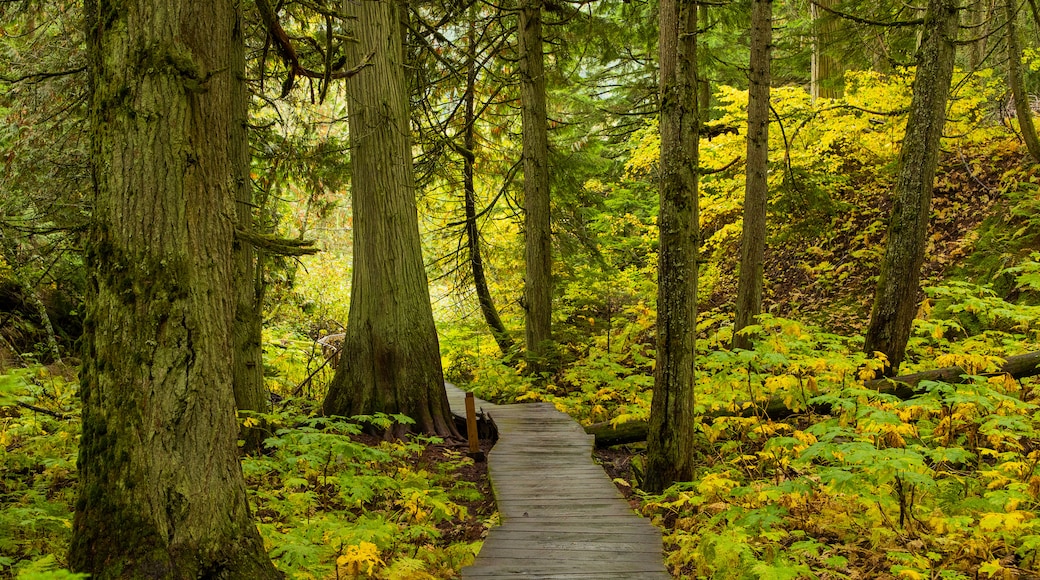 Giant Cedars Boardwalk Trail featuring forests