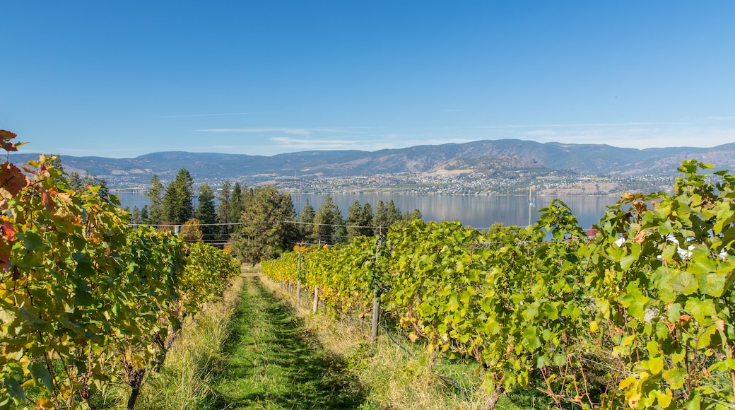 Summerhill Pyramid Winery featuring farmland