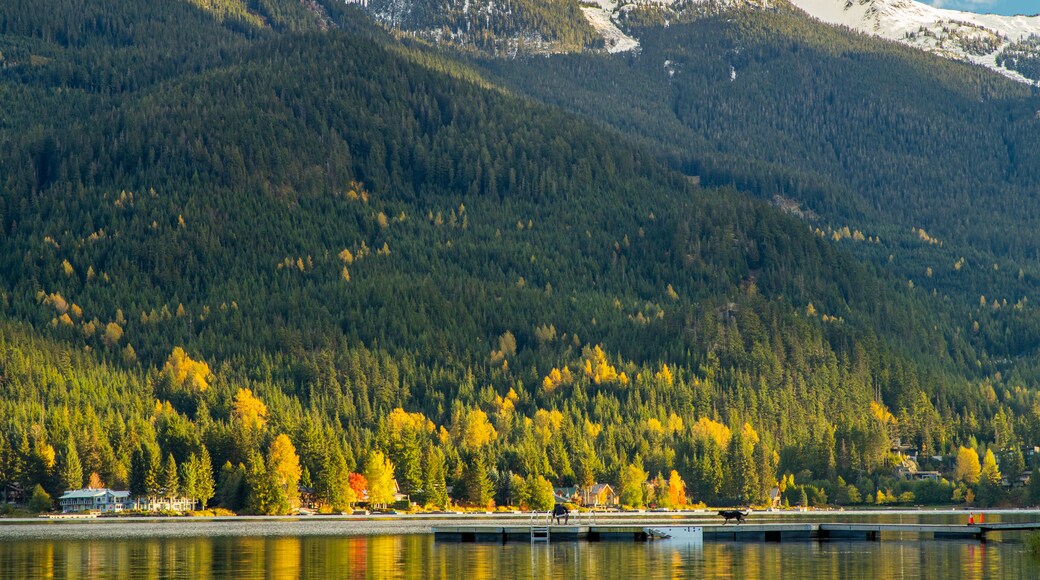 Alta Lake showing a lake or waterhole, tranquil scenes and forests