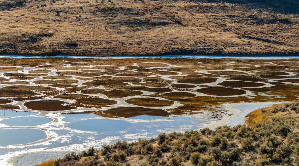 Lac tacheté