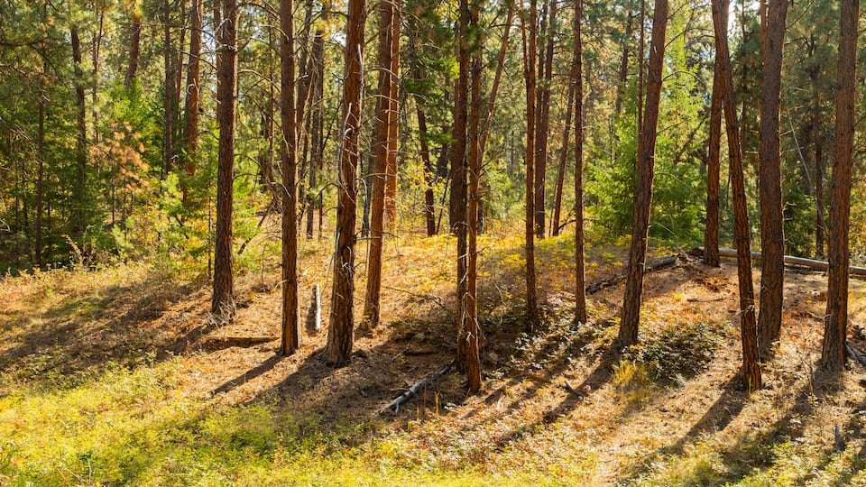 Mission Creek Regional Park showing forest scenes