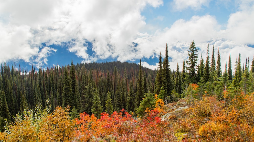 Mount Revelstoke National Park showing forests and tranquil scenes