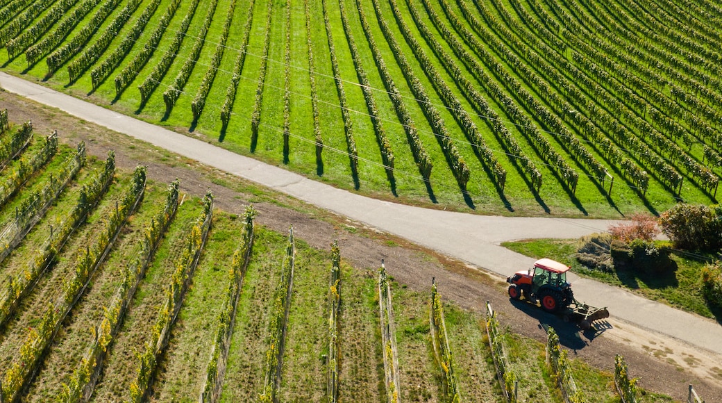 Tantalus Vineyards showing farmland