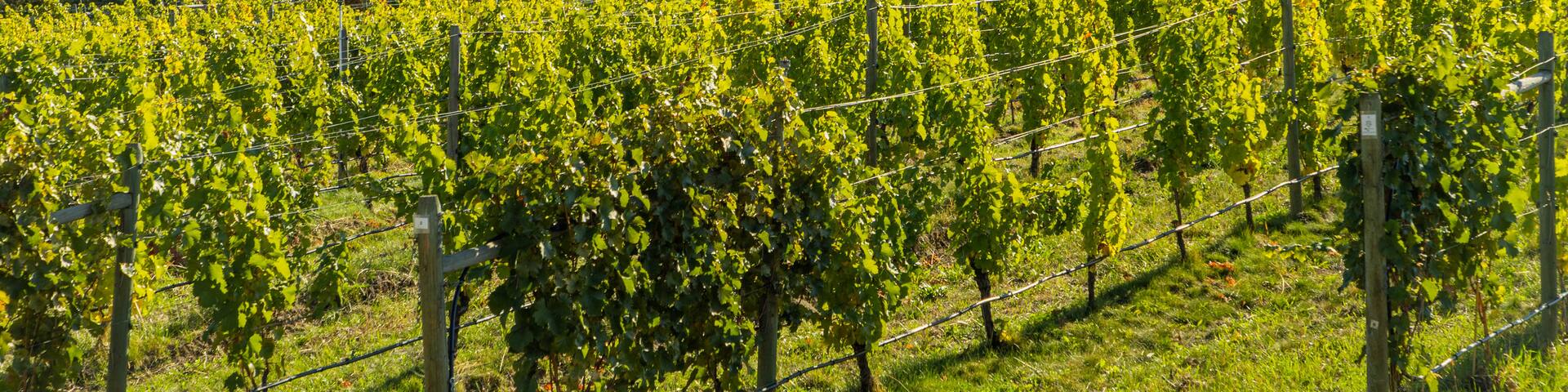 Tantalus Vineyards which includes farmland