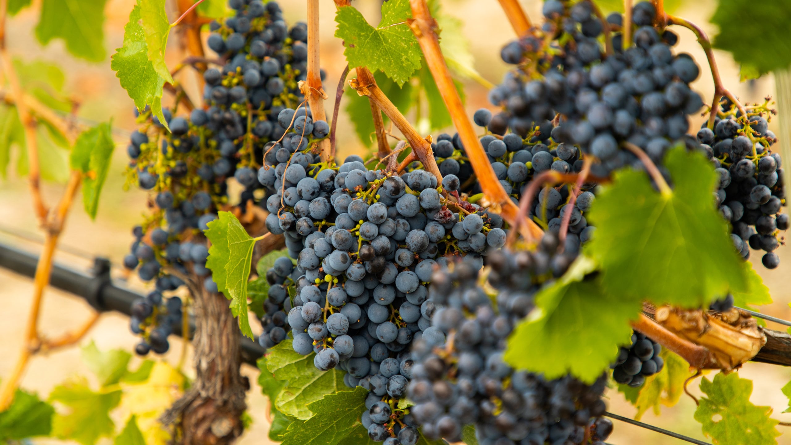 Visit West Kelowna Best of West Kelowna Tourism Expedia Travel Guide