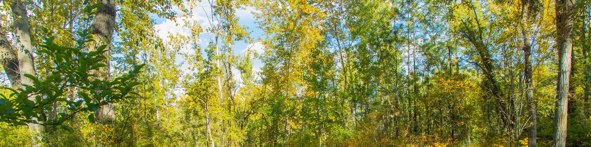 Mission Creek Regional Park which includes forest scenes, a bridge and a garden