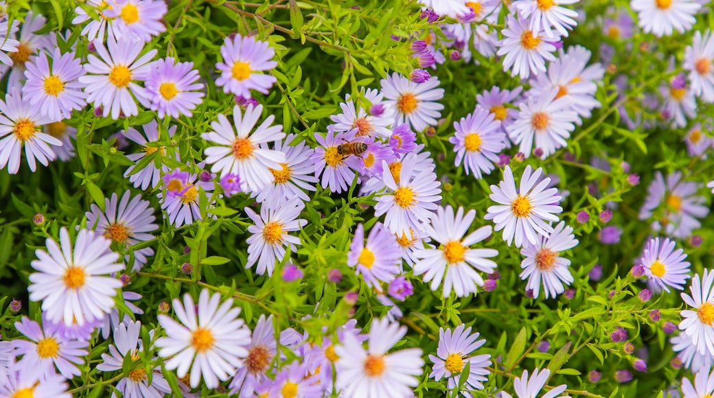 Planet Bee Honey Farm featuring wildflowers