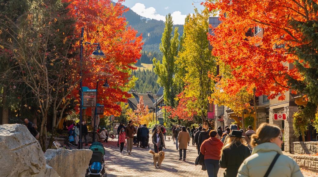 Whistler Village Stroll featuring street scenes