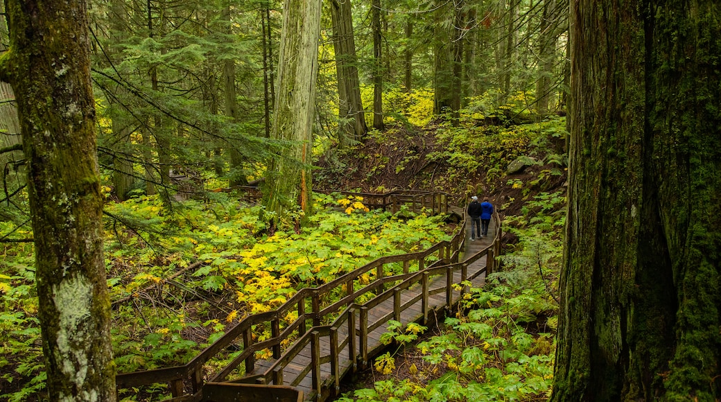 Giant Cedars Boardwalk Trail