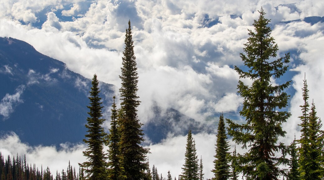 Mount Revelstoke National Park showing forest scenes, mountains and mist or fog