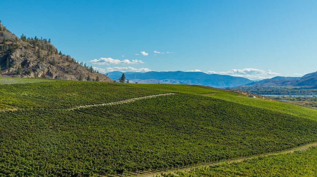 Bodega Burrowing Owl Estate