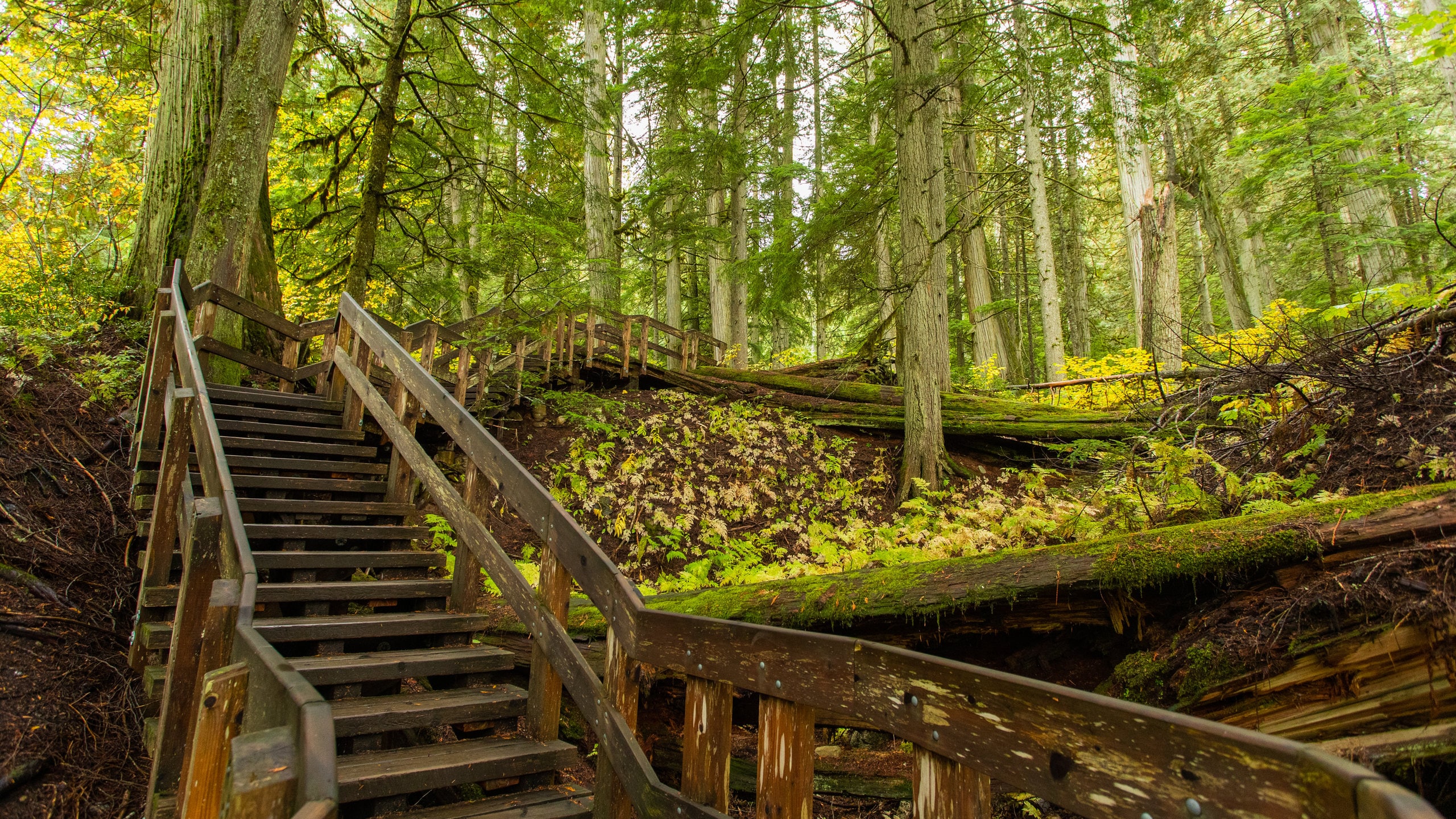 Giant Cedars Boardwalk Trail Tours and Activities Expedia