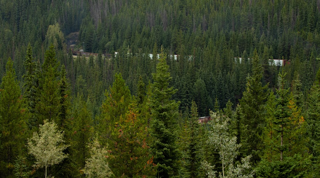 Spiral Tunnels featuring forest scenes and landscape views