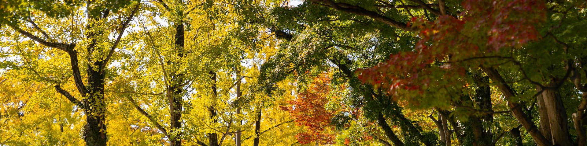 Okayama University featuring street scenes, a garden and cycling