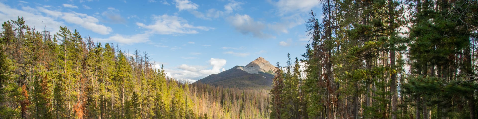 Sunwapta Falls which includes a river or creek, rapids and forests
