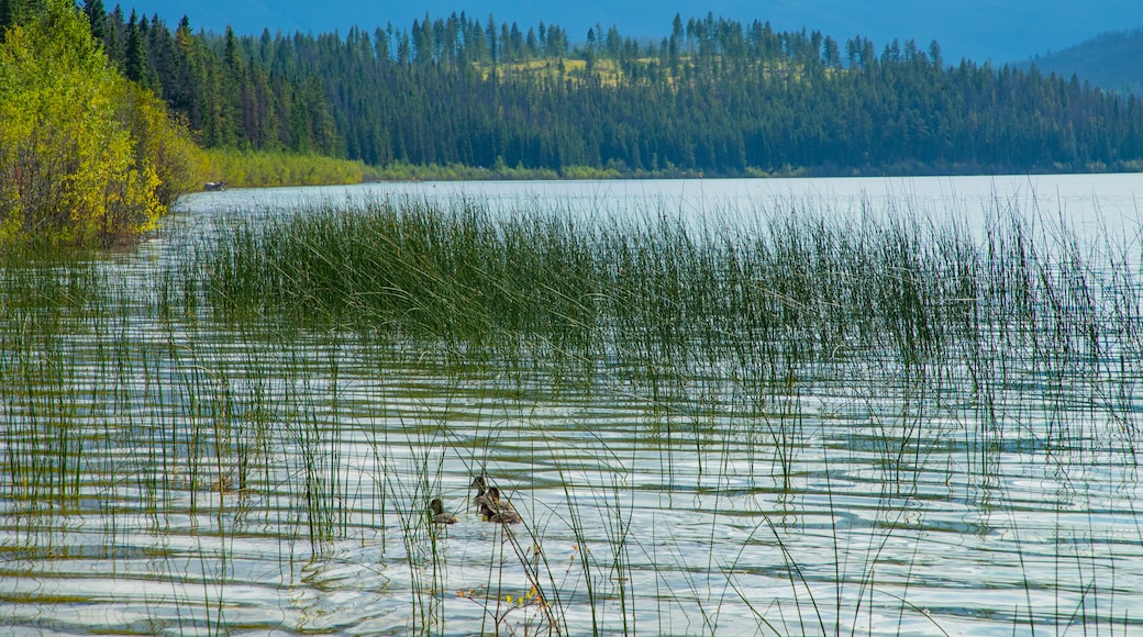 Patricia Lake featuring bird life and a lake or waterhole