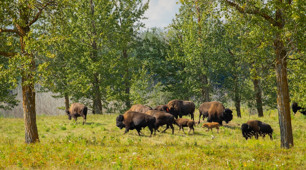 Elk Island National Park