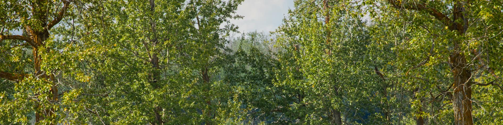 Elk Island National Park featuring dangerous animals and tranquil scenes