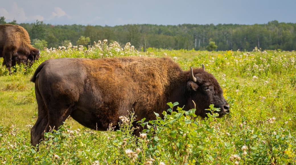 Elk Island National Park