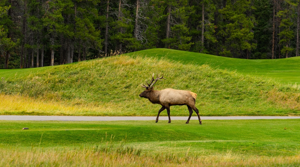 Golfclub Banff Springs