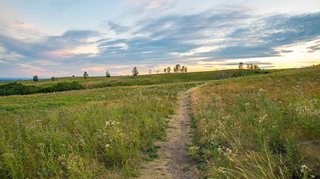 Nose Hill Park featuring a sunset and tranquil scenes