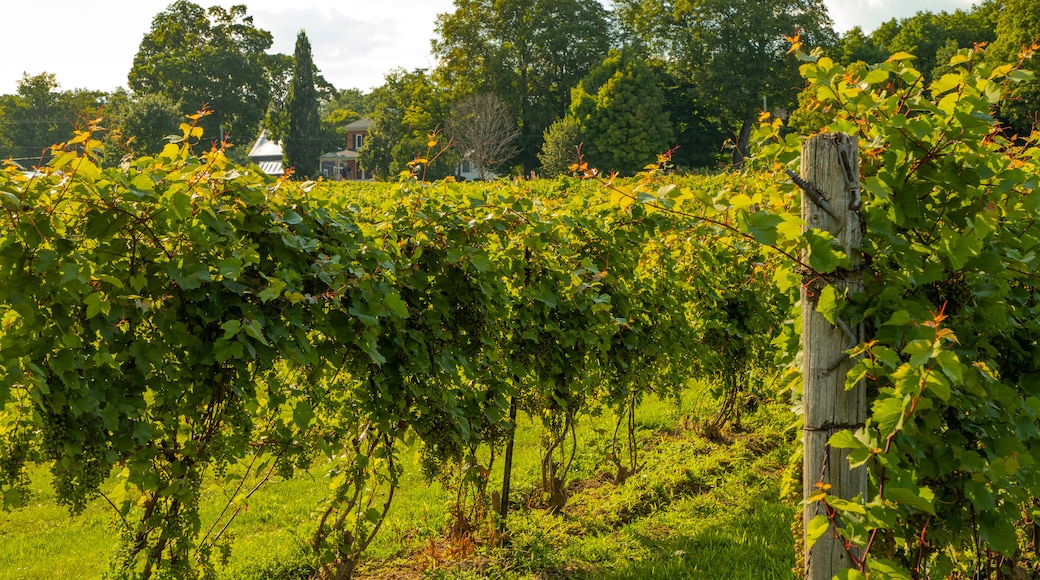 Waupoos Winery
