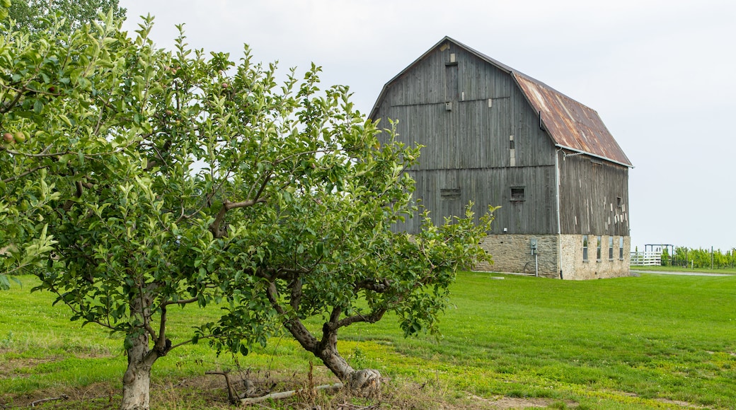 County Cider Company showing farmland and heritage elements