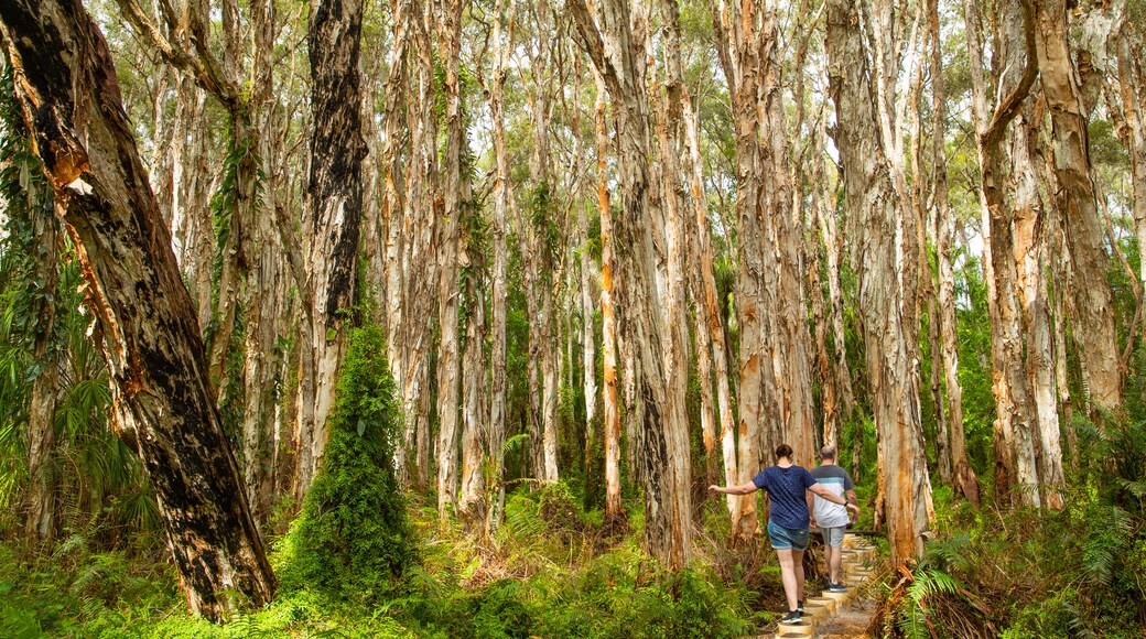 Paperbark Forest Boardwalk