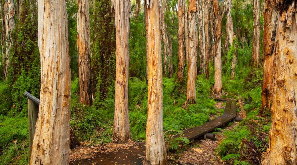 Paperbark Forest Boardwalk