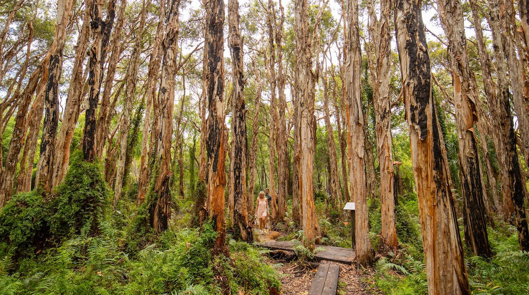 Paperbark Forest Boardwalk