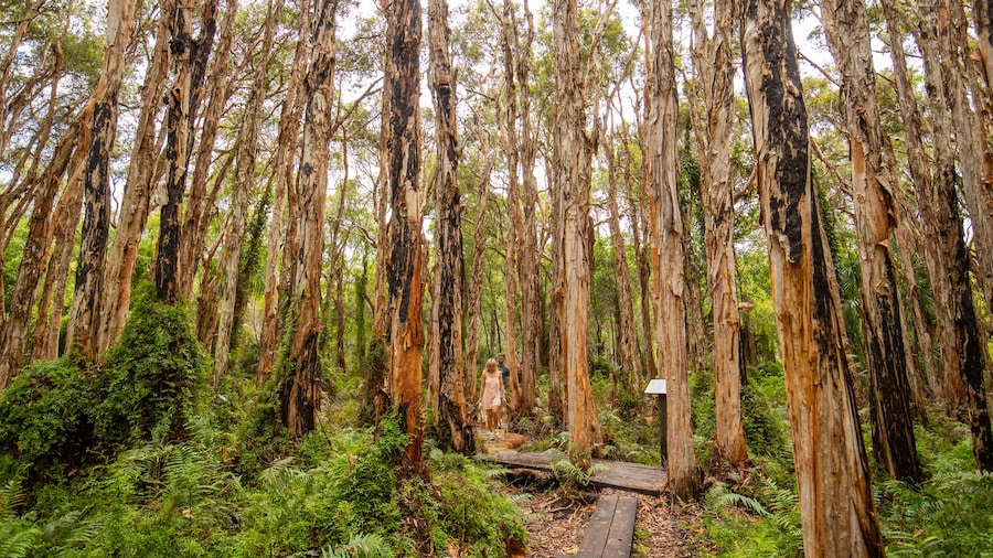 Paperbark Forest Boardwalk