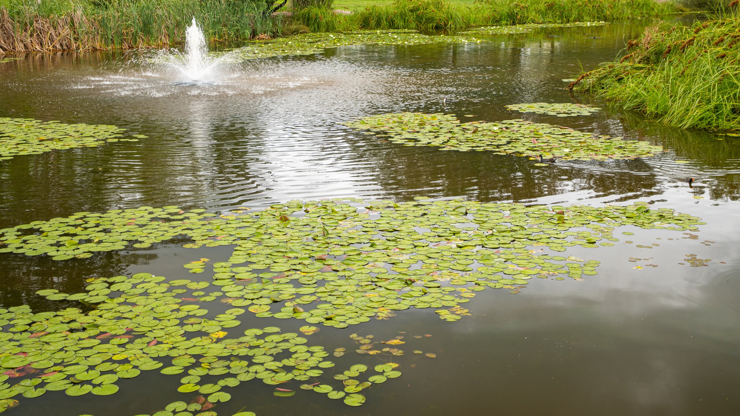 バングル 天然翡翠ブレスレット ラウンドストリップ 本物の翡翠  