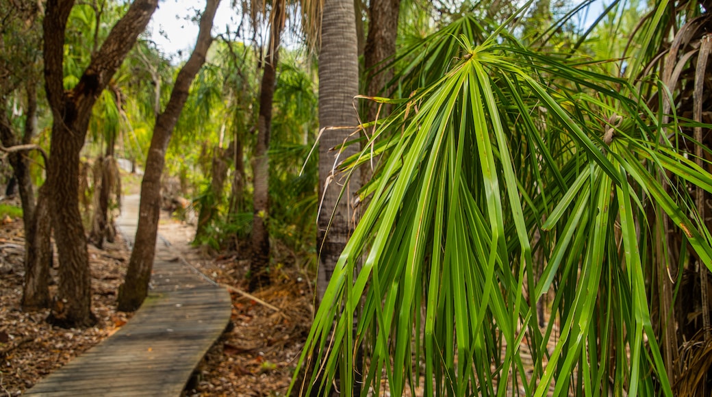 Red Rock Walking Trail