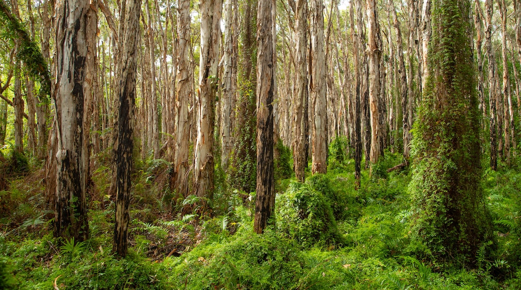 Paperbark Forest Boardwalk