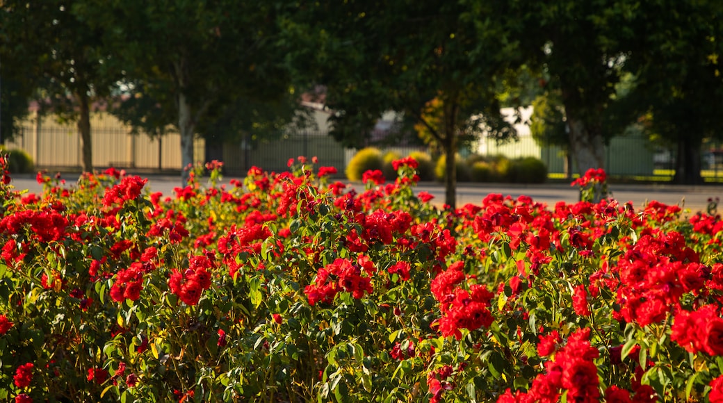 Benalla Botanic Gardens