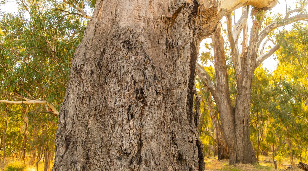 Moodemere Nature Conservation Reserve