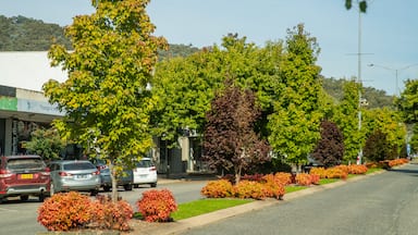 Myrtleford featuring a small town or village