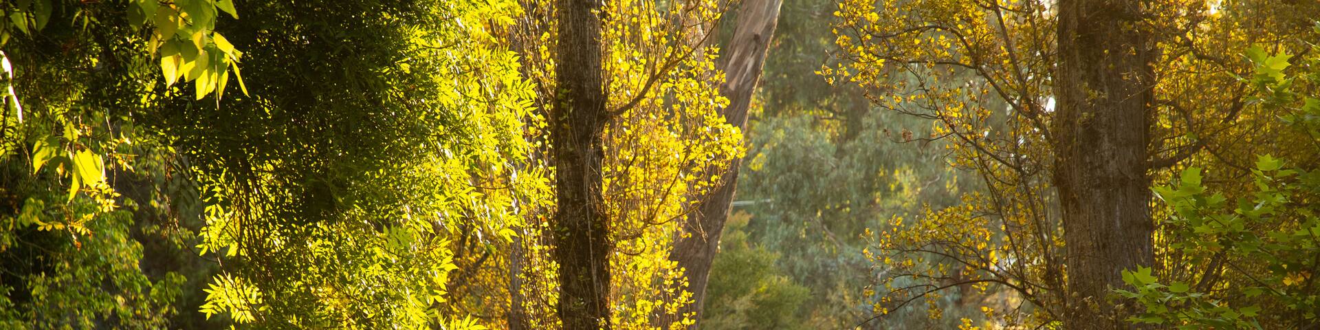 Canyon Walk which includes a sunset and a park as well as a couple