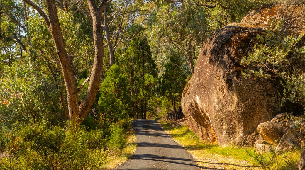 Beechworth Historic Park featuring forests and tranquil scenes