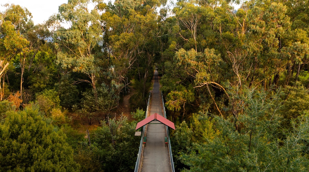 Ovens River Rail Trail Bridge