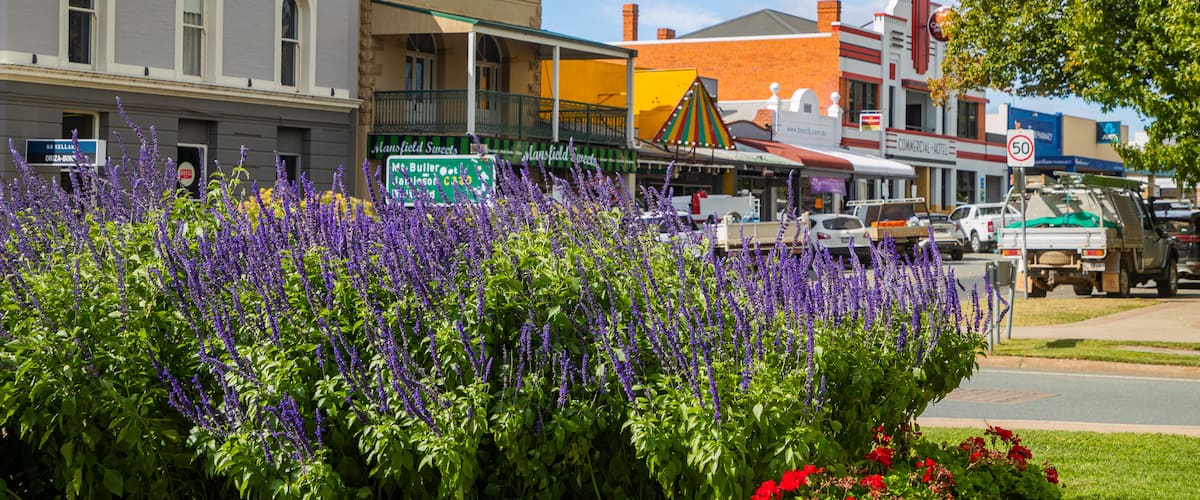 Mansfield featuring a small town or village and wildflowers