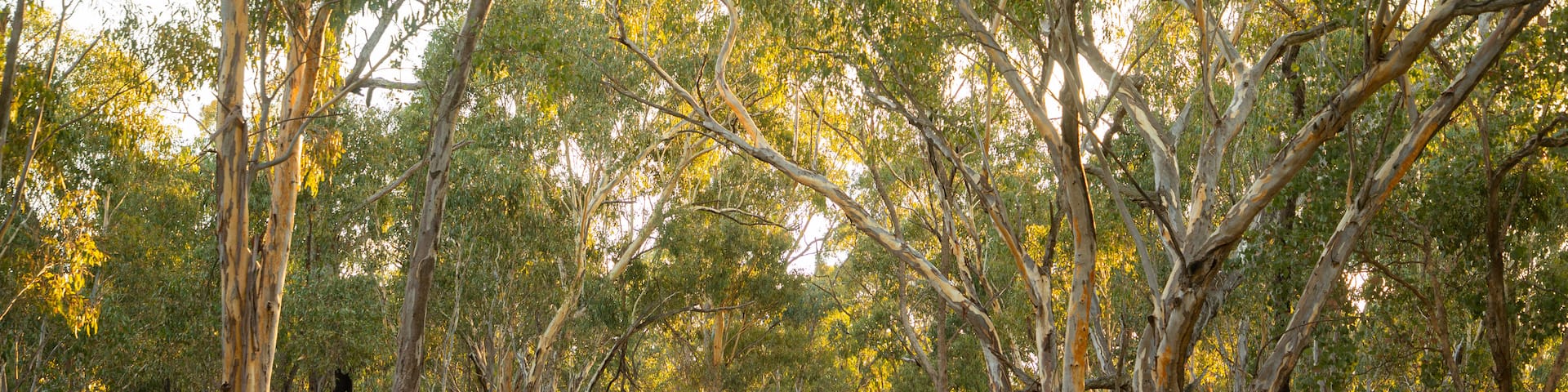 Chiltern-Mt Pilot National Park which includes forests and a park
