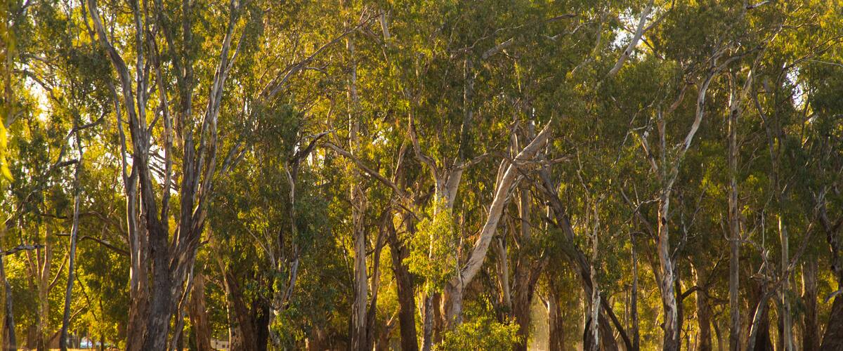 Wahgunyah which includes a lake or waterhole and a park