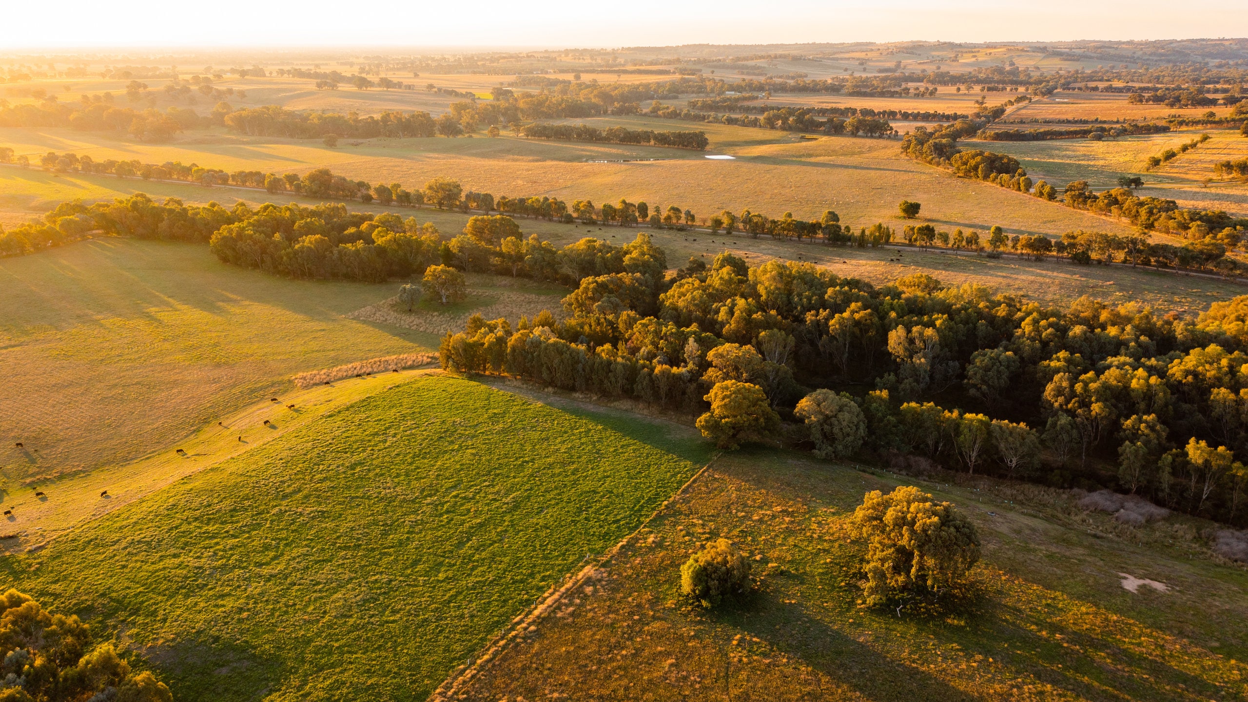 Wangaratta, VIC pet friendly holiday Stayz