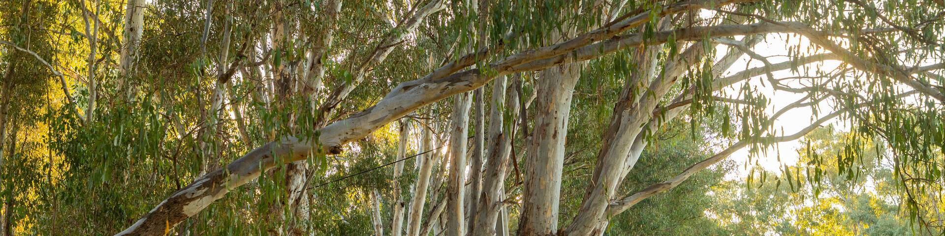 Wangaratta featuring a garden as well as a couple
