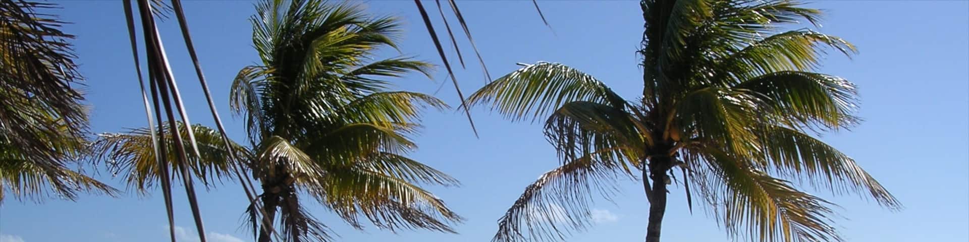 Miami mostrando escenas tropicales y una playa de arena