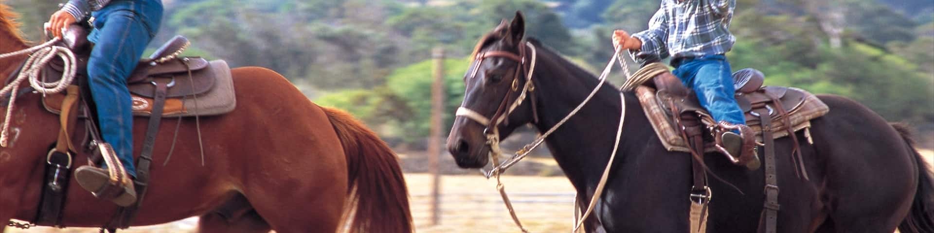 パーカー ランチ センター 表示 乗馬 と 陸生動物