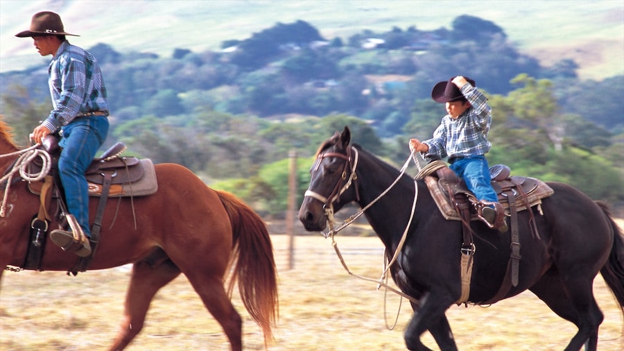 Centro Parker Ranch ofreciendo animales terrestres y equitación