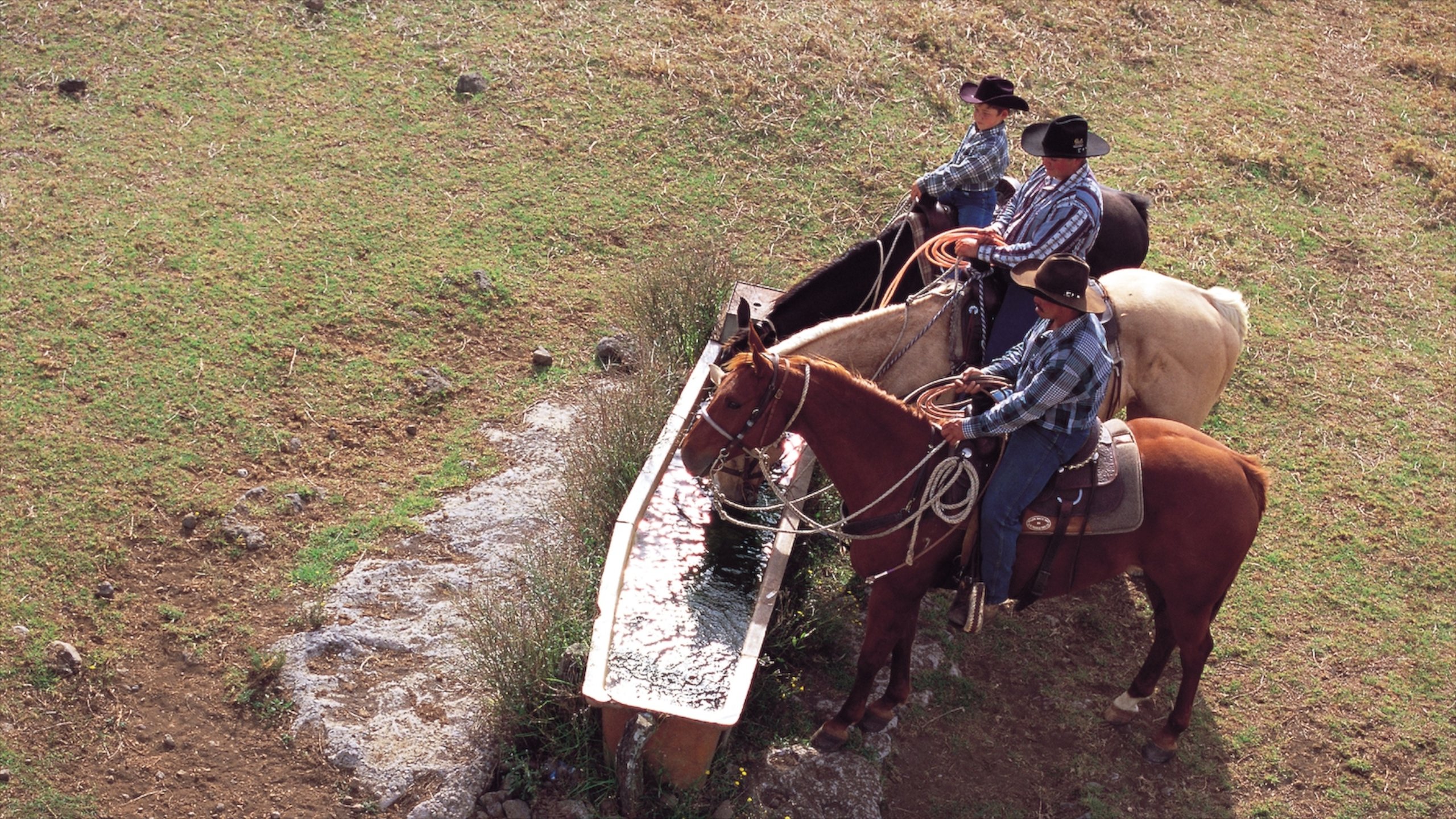 Parker Ranch Center showing horseriding and land animals as well as a small group of people